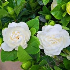 小叶栀子 庭院花园栽种观赏花卉 白色花系 花期长 美美