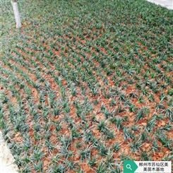 玉龙草盆栽 繁海常年出售 景观工程 易栽培种植 美美