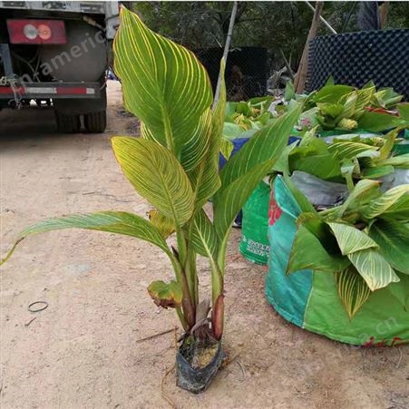 美人蕉 产地种植基地 美人蕉苗 存活率高 适用于花坛摆放