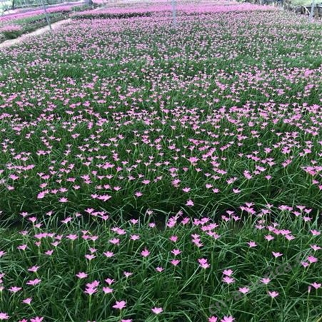红花葱兰 多用于园林绿化 花海景观湿地栽植 苗木